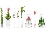 Laboratory glassware with plants on white background